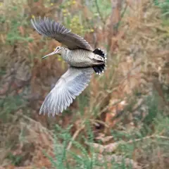 Une bécasse des bois en vol, ailes déployées, se faufile dans la végétation dense.