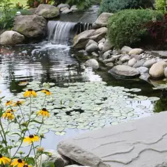 Un étang de jardin paisible avec des poissons rouges, des nénuphars et une cascade. Les fleurs jaunes égayent le paysage, mais attention aux moustiques !