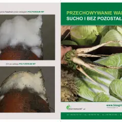 Grzybnia fusarium przed i po zabiegu POLYVERSUM WP. Stosuj POLYVERSUM WP, by chronić warzywa przed pleśnią podczas przechowywania.