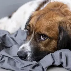 Smutny piesek leży na szarym kocu, wygląda jakby pies wymiotował wodą.