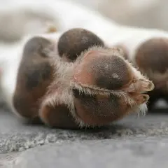 Almohadillas perro secas y peludas descansan sobre piedra.