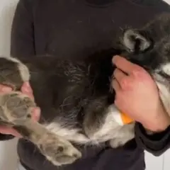 Opiekun trzyma psa, któremu podaje tabletki na wściekliznę. Pies wygląda na zmęczonego, ale ufnie opiera się o ręce.