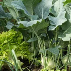Ein grüner Salat neben Kohlrabi und Lauch. Gute Nachbarn Sellerie und Kohlrabi wachsen hier nebeneinander im Garten.
