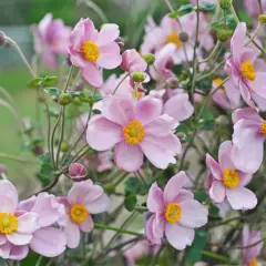 Delikatne, różowe kwiaty ogrodowej odmiany zawilca z żółtymi środkami, kwitnące na tle zieleni.