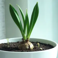 En amaryllis med gröna blad i en vit kruka. Små skott syns i jorden. Frågan är hur ofta ska man vattna amaryllis för att den ska trivas.
