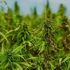 THC z konopi w Polsce 2026: Co musisz wiedzieć o limitach i produktach?