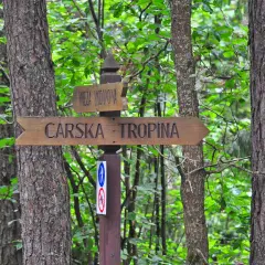 Drewniany drogowskaz "Carska - Tropina" w lesie.