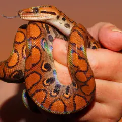 Terrarium dla węża zbożowego: Kompletny przewodnik krok po kroku