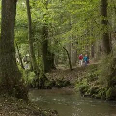 Zwei Wanderer auf der Hexenroute Odenthal, ein Bach plätschert durch den moosbewachsenen Wald.