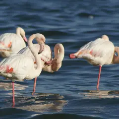 Różowe flamingi w wodzie, których kolor wynika z diety. Ich pióra mienią się odcieniem różu, co jest fascynującym zjawiskiem.