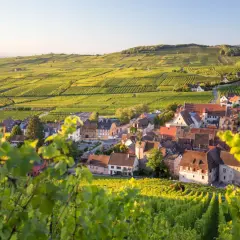 Vue d'un village pittoresque sur la route des vins d'Alsace, entouré de vignobles verdoyants baignés de soleil.