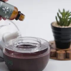 Eukalyptusöl wird in einen Diffusor getropft, um muffigen Geruch zu entfernen und frische Luft zu schaffen.