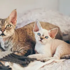 Dwa koty rasy devon rex: jeden pręgowany, drugi jasny z niebieskimi oczami, leżą na kocu.