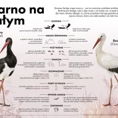 Bocian czarny, skryty kuzyn bociana białego, preferuje lasy. Ten ptak ceni spokój i unika ludzi.