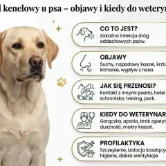 Labrador z objawami kaszlu kenelowego u psa. Informacje o przyczynach, objawach i profilaktyce.