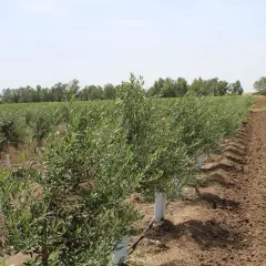 Filari di giovani ulivi in un campo, con tubi neri che indicano un sistema di irrigazione oliveto fai da te.