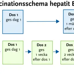 Schema för hepatit B-vaccination. Normalt schema ges vid 0, 1 och 6 månader. Snabbschema ges vid 0, 1, 3 veckor och 12 månader.