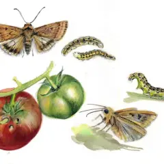 Farfalle e bruchi che attaccano pomodori. Illustrazione di possibili rimedi contro il verme del pomodoro.
