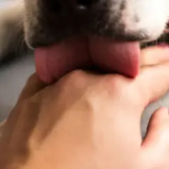 Mi perro me lame mucho, su lengua rosada se posa tiernamente sobre mi mano.