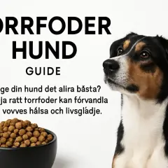 En hund tittar på en skål med torrfoder. Guiden "Torrfoder Hund" hjälper dig att välja rätt foder för din hunds hälsa. Hur mycket torrfoder till hund?