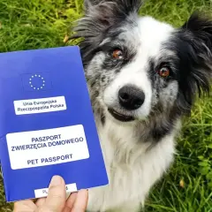 Piesek z paszportem dla psa w łapce, gotowy na podróż po Europie.