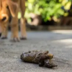 Un perro marrón se agacha para comer cacas de la calle.