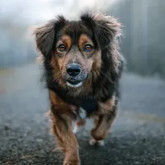 A dog with striking amber eyes runs towards the camera on a misty path. This image offers inspiration for how to take pet photos, capturing movement and emotion.
