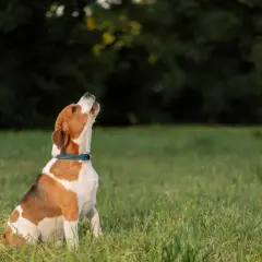 Perro beagle sentado en la hierba, mirando hacia arriba. ¿Cómo hacer que un perro deje de ladrar?