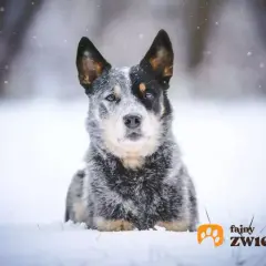 Australian stumpy tail cattle dog w zimowej scenerii, z płatkami śniegu wokół.