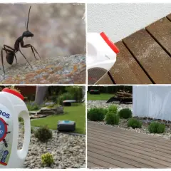 Czy mrówki są pożyteczne? Zdjęcie pokazuje mrówkę na kamieniu, proszek na mrówki i ogród z robotem koszącym.