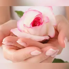 Mains délicates tenant une rose blanche aux bords roses, une fleur symbolique de tendresse et de beauté.