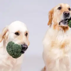 Dwa psy rasy golden retriever trzymają w pyszczkach różyczki brokułów, zastanawiając się, czy pies może jeść brokuły.