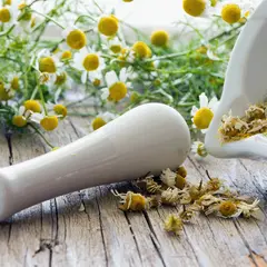 Frische und getrocknete Kamille liegen neben einem Mörser und Stößel, bereit zum Kamille ernten und verarbeiten.