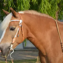 Piękny koń rasy haflinger z grzywą w kolorze blond, w skórzanej uzdzie z ozdobnymi srebrnymi elementami, pod zwisającymi gałęziami drzewa.