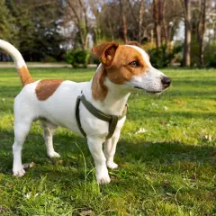 Jack Russell Terrier o żywym usposobieniu, w zielonej obroży, stoi na trawie w parku.