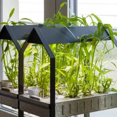 Un rigoglioso orto idroponico con piante verdi lussureggianti cresce in un sistema moderno, vicino a una finestra.