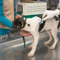 Veterinario Bargas: Servicios de calidad para la salud de tus mascotas