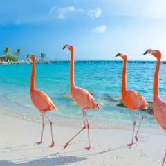 Fem rosa flamingos på en vit sandstrand vid turkost vatten. En idyllisk flamingo beach Aruba-scen med palmer i bakgrunden.