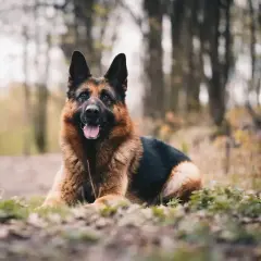 Piękny owczarek niemiecki długowłosy leży na leśnej ścieżce. Zastanawiasz się, ile żyją owczarki niemieckie długowłose?