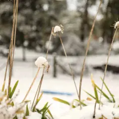 Tiges sèches d'agapanthe couvertes de neige, comme un gel délicat. Le paysage hivernal est flou en arrière-plan.