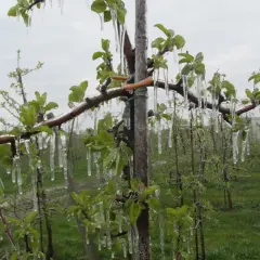 Gałązki drzew owocowych pokryte lodem, wiszące sople lodu świadczą o niespodziewanych przymrozkach.