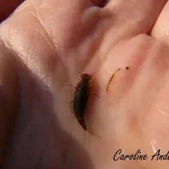 Deux larves d'eau, l'une plus grande et foncée, l'autre petite et translucide, reposent sur une main humaine.