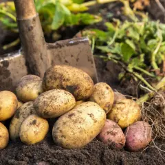 Frisch geerntete, erdige Kartoffeln liegen neben einer Schaufel im Boden. Diese guten Nachbarn Kartoffeln versprechen ein leckeres Essen.