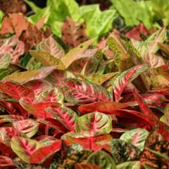 Mnóstwo kolorowych aglaonema odmiany w odcieniach zieleni, różu i czerwieni tworzy gęsty, bujny dywan roślin.