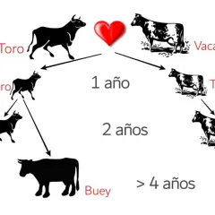 Diagrama del ciclo de vida de un toro y una vaca. Muestra cómo un ternero se convierte en novillo, luego en toro o buey, y una ternera en novilla y luego en vaca.