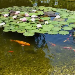 Un étang paisible avec des nénuphars blancs et roses, et des poissons koïs colorés nageant parmi les joncs.