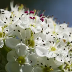 Fiori di biancospino, noti per le loro proprietà benefiche, con petali bianchi e stami scuri.