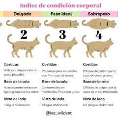 Guía visual para saber cuanto pesa un gato, desde muy delgado a obeso, con descripciones de costillas, cola y abdomen.