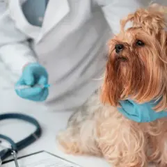 Veterinario Los Cuartos: Atención de calidad y servicios destacados