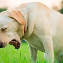 Labrador tosiendo en la hierba. La tos de las perreras puede contagiarse a humanos.